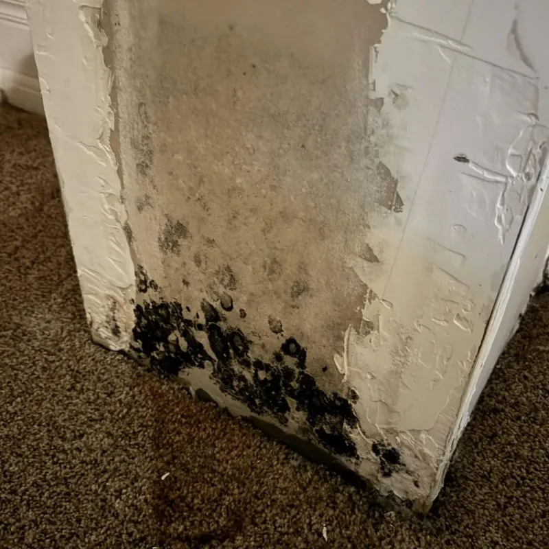 Professional Mold Removal in Almedia, PA
